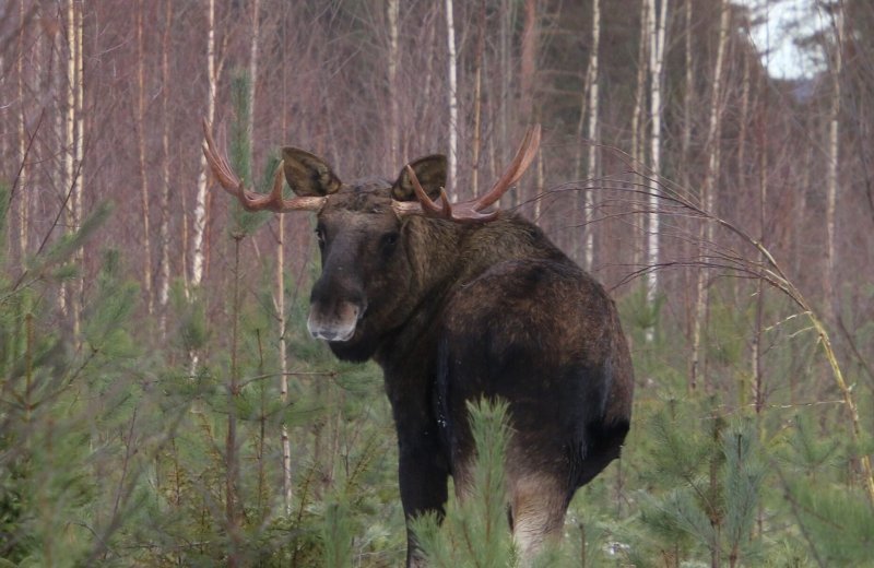 Eland Rådastrands Camping