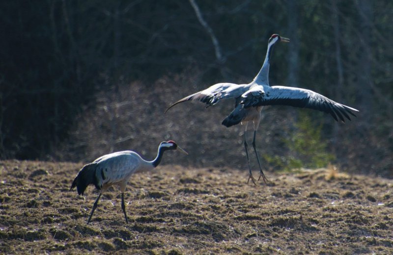 Dansende kraanvolgels