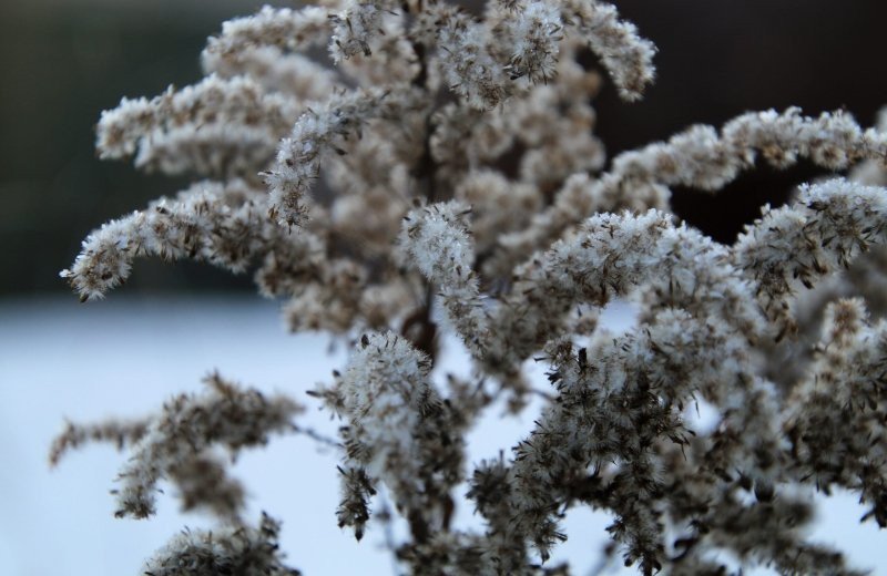 Winter Rådastrands Camping Flora